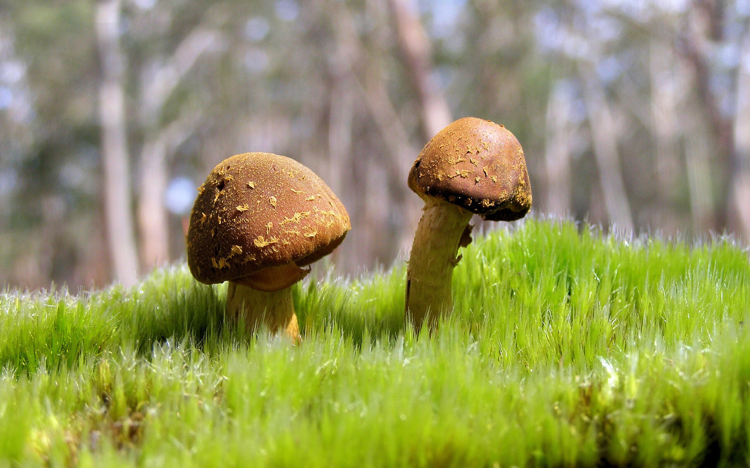 阿拉巴末节神奇接管，荷兰劲旅淘汰拉齐奥晋级