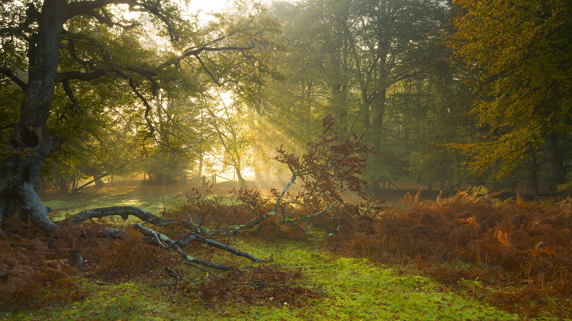 双子星的逆袭，巴萨战术完胜与阿劳霍的英超降维打击
