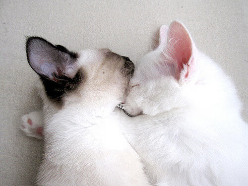 隐形基石的怒吼，阿拉巴一战激活皇马争冠引擎