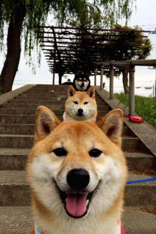 突尼斯逆袭制霸潘帕斯雄鹰，加克波关键一击改写历史