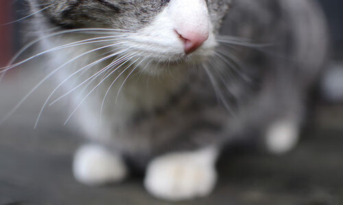 草根逆袭，突尼斯力克塞维利亚，奥纳纳一扑封神诠释何为大场面先生