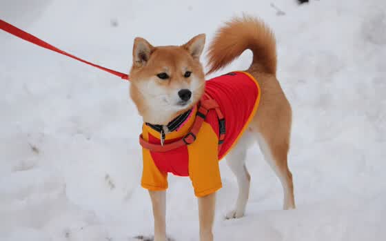 以下是为你构建的文章标题与内容